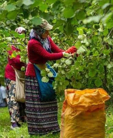 Fındıkta Tehlike Çanları: Türkiye’nin Payı Eriyor