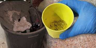 Fırın Denetiminde Şok Anlar! Zabıtalar Böcek Çeşitlerini Saymakla Bitiremedi