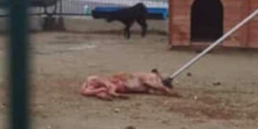 Hayvana Şiddetin Adresi Bu Kez Arnavutköy! Barınakta Skandal Görüntüler