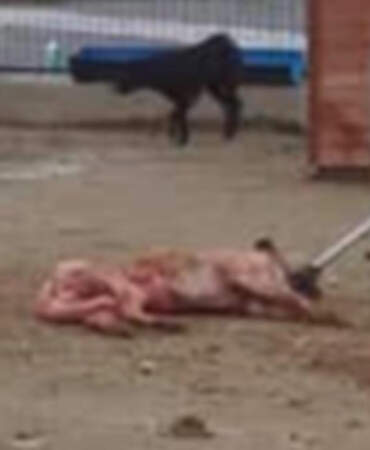 Hayvana Şiddetin Adresi Bu Kez Arnavutköy! Barınakta Skandal Görüntüler