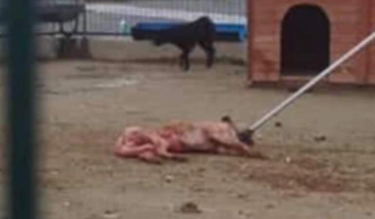 Hayvana Şiddetin Adresi Bu Kez Arnavutköy! Barınakta Skandal Görüntüler
