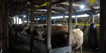 İstanbul’da Şap Alarmı! 3 Köy Kapatıldı, 18 Mahalle Gözetim Altında