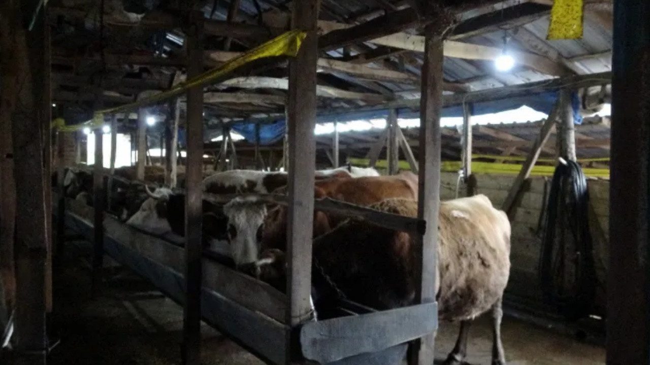 İstanbul’da Şap Alarmı! 3 Köy Kapatıldı, 18 Mahalle Gözetim Altında