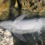 İzmir’de Üzücü Manzara… Balıkçı Ağına Takılan Yunus, Karaya Vurdu