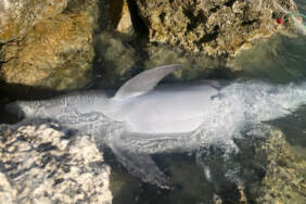 İzmir’de Üzücü Manzara… Balıkçı Ağına Takılan Yunus, Karaya Vurdu