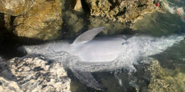 İzmir’de Üzücü Manzara… Balıkçı Ağına Takılan Yunus, Karaya Vurdu