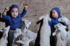 Kuzularla Oyunu Gülümsetti! “Beni Yiyorlar” Diyen Minik Yusuf Sosyal Medyayı Kahkahaya Boğdu