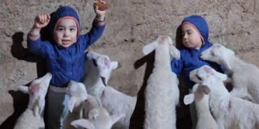 Kuzularla Oyunu Gülümsetti! “Beni Yiyorlar” Diyen Minik Yusuf Sosyal Medyayı Kahkahaya Boğdu