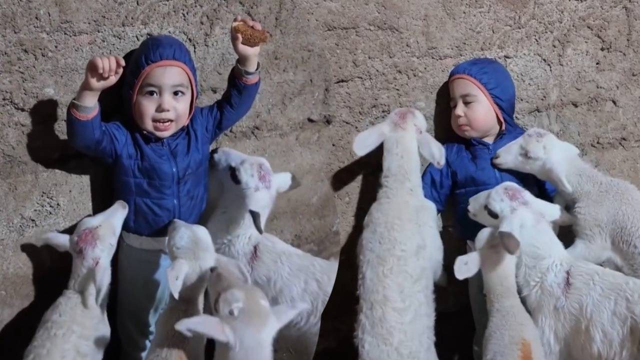 Kuzularla Oyunu Gülümsetti! “Beni Yiyorlar” Diyen Minik Yusuf Sosyal Medyayı Kahkahaya Boğdu