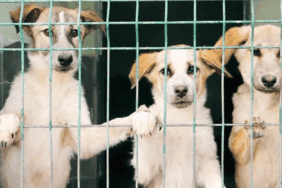 Samsun’da Vahşet! 9 Köpek Kurşunlanarak Öldürüldü