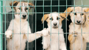 Samsun’da Vahşet! 9 Köpek Kurşunlanarak Öldürüldü