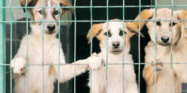 Samsun’da Vahşet! 9 Köpek Kurşunlanarak Öldürüldü