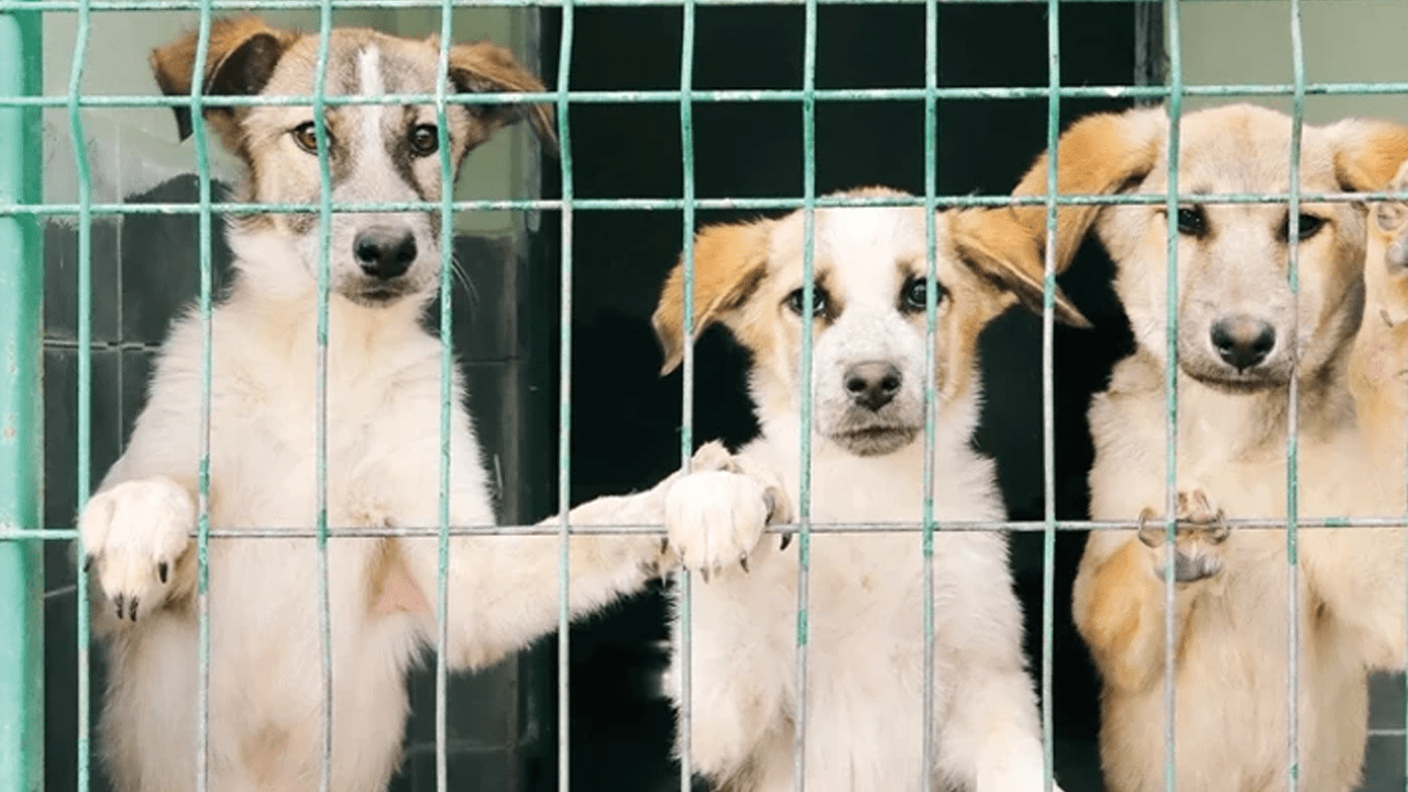 Samsun’da Vahşet! 9 Köpek Kurşunlanarak Öldürüldü