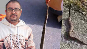 Tek Isırığı Bile Öldürmeye Yetiyor! Yolda Giderken Gördü, Elleriyle Yakaladıktan Sonra Dehşete Düştü