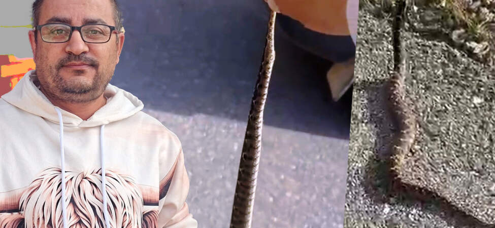 Tek Isırığı Bile Öldürmeye Yetiyor! Yolda Giderken Gördü, Elleriyle Yakaladıktan Sonra Dehşete Düştü