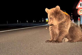 Yaralı Bozayı Tedavi Altına Alındı