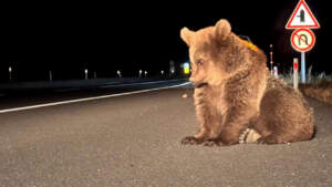 Yaralı Bozayı Tedavi Altına Alındı