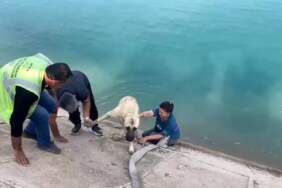 Bursalı ailenin kahramanlığı sosyal medyada gündem oldu: Boğulmak üzere olan köpeği kurtarmak için hiç düşünmeden suya atladılar