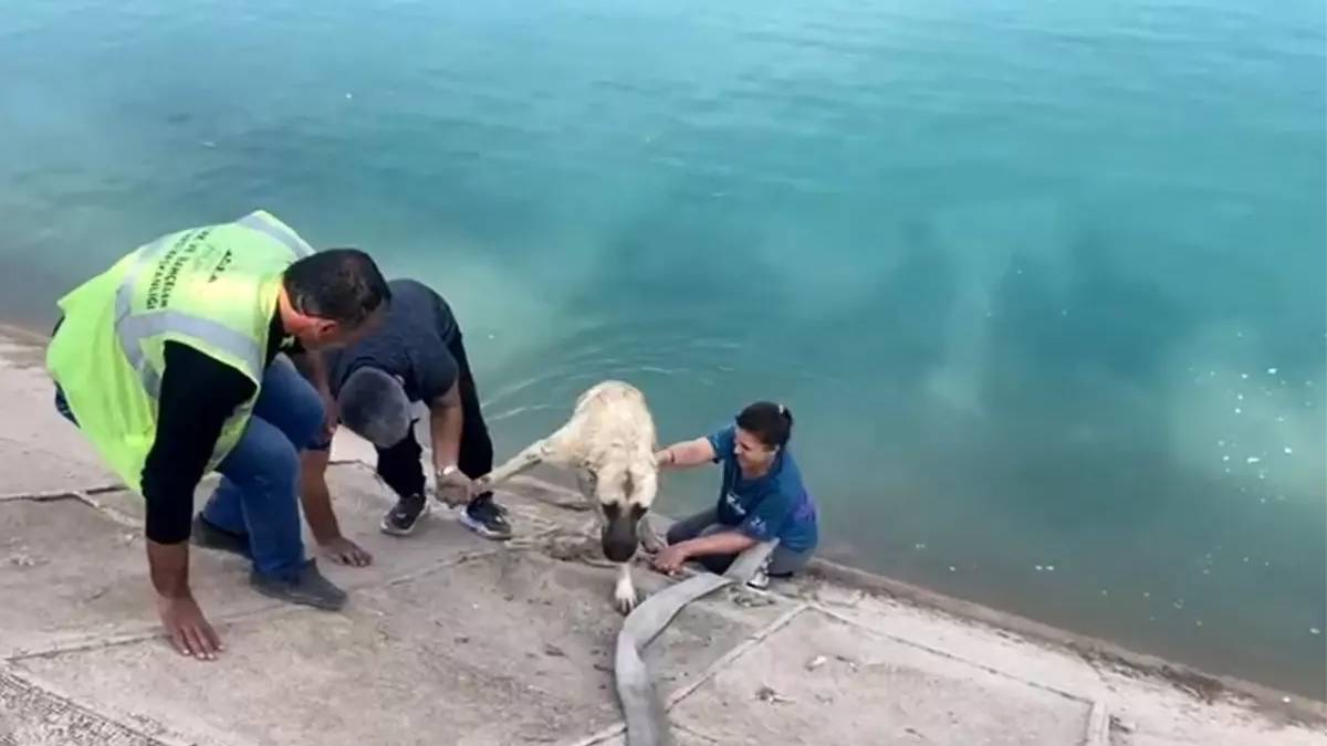 Bursalı ailenin kahramanlığı sosyal medyada gündem oldu: Boğulmak üzere olan köpeği kurtarmak için hiç düşünmeden suya atladılar