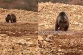 Gümüşhane’de aç kalan ayıya hamsi ziyafeti! O anlar kamerada