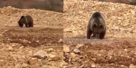 Gümüşhane’de aç kalan ayıya hamsi ziyafeti! O anlar kamerada
