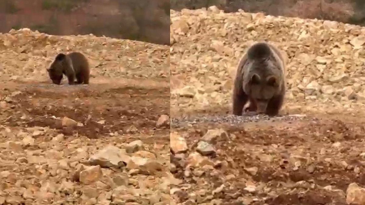 Gümüşhane’de aç kalan ayıya hamsi ziyafeti! O anlar kamerada