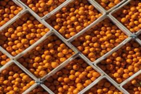 Satsuma mandalinasında rekor rekolte bekleniyor! Bahçede 15, pazarda 50 TL: Hem çekirdeksiz hem de C vitamini deposu