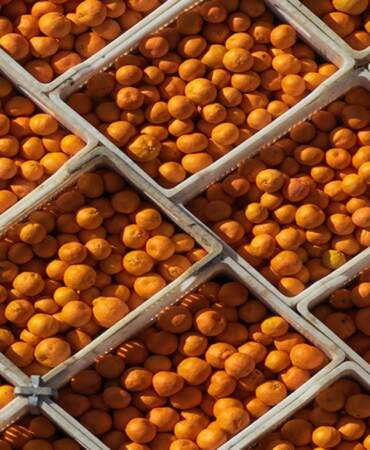 Satsuma mandalinasında rekor rekolte bekleniyor! Bahçede 15, pazarda 50 TL: Hem çekirdeksiz hem de C vitamini deposu