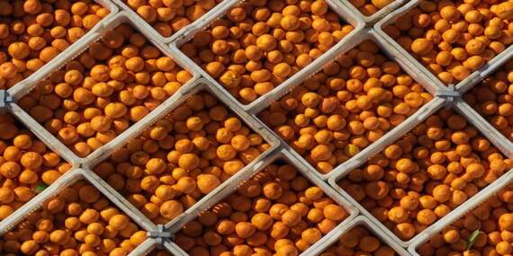 Satsuma mandalinasında rekor rekolte bekleniyor! Bahçede 15, pazarda 50 TL: Hem çekirdeksiz hem de C vitamini deposu