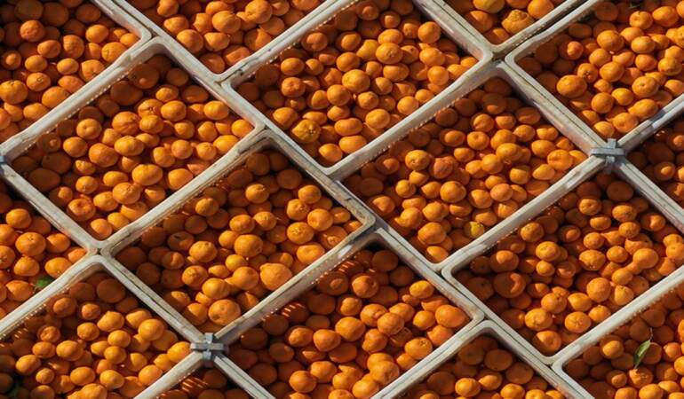 Satsuma mandalinasında rekor rekolte bekleniyor! Bahçede 15, pazarda 50 TL: Hem çekirdeksiz hem de C vitamini deposu