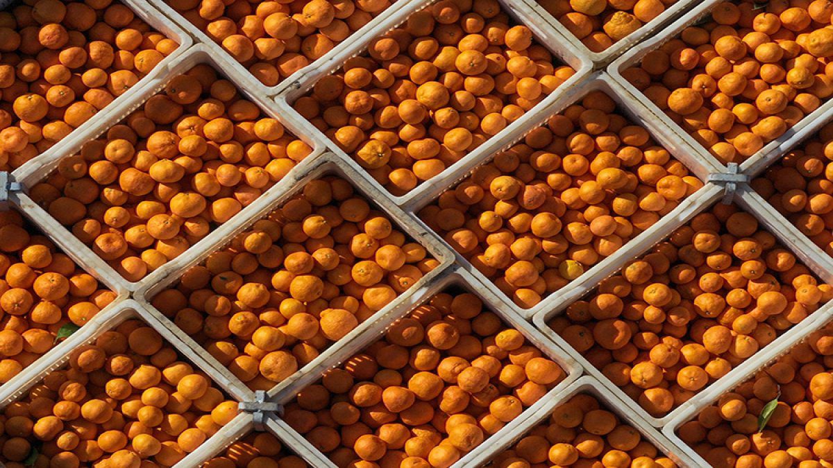 Satsuma mandalinasında rekor rekolte bekleniyor! Bahçede 15, pazarda 50 TL: Hem çekirdeksiz hem de C vitamini deposu