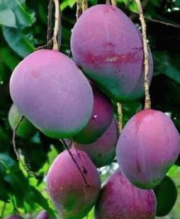 Dünyanın en nadir tatları! Belki de birçoğunuz adını bile duymadınız… Siyah domates, mavi mango…