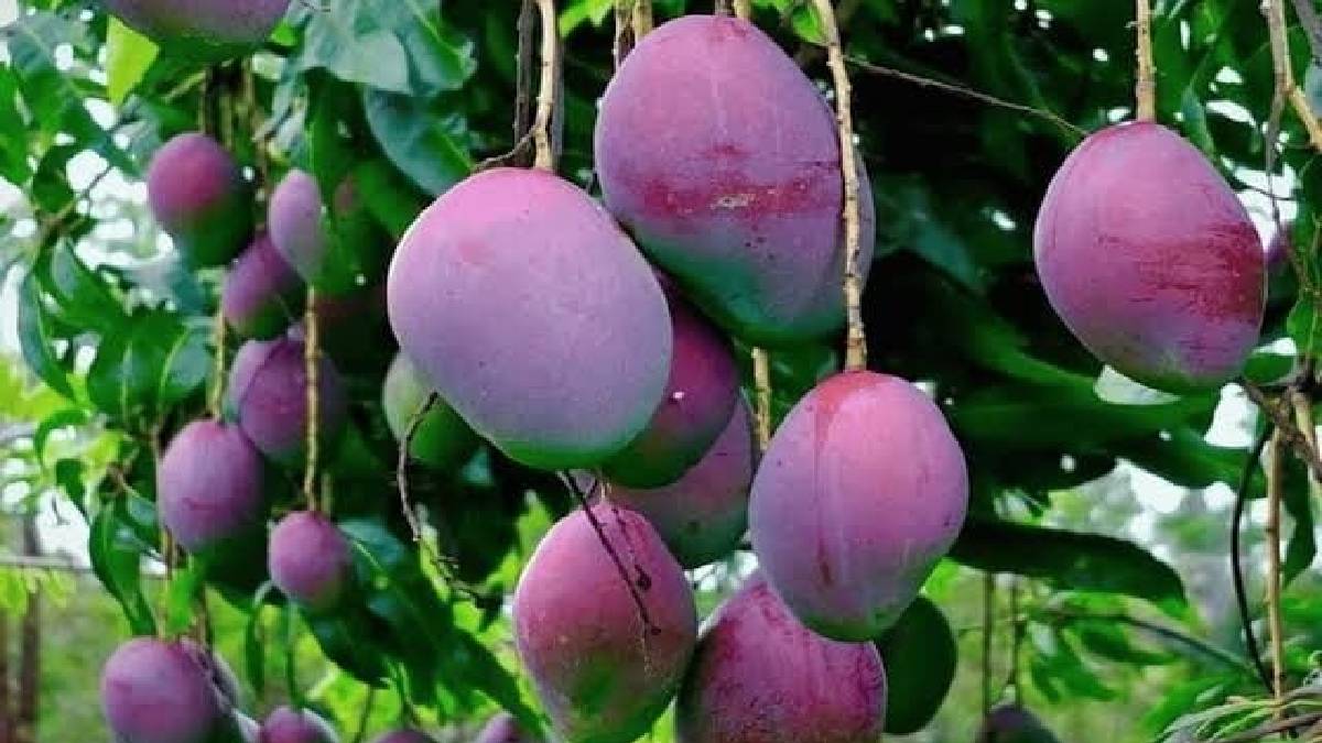 Dünyanın en nadir tatları! Belki de birçoğunuz adını bile duymadınız… Siyah domates, mavi mango…