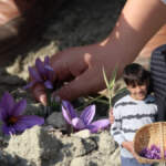 Hobi olsun diye ekti, dünyanın en pahalı baharatını yetiştirdi! Kilosu 600 lira: Reçelini, çayını, lokumunu yaptı