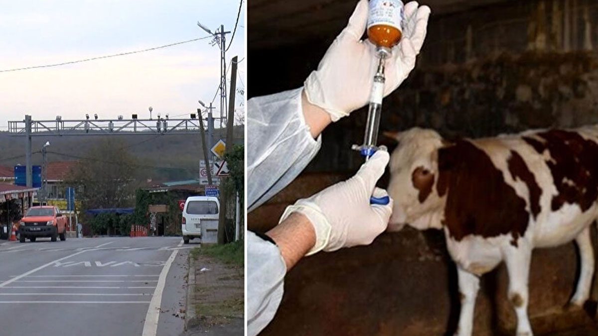 Şile’de şap karantinası: 21 mahalleye giriş çıkış yasağı getirildi