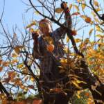 Türkiye’nin hurma cenneti! Üretimin yüzde 50’sini karşılıyor, ata geleneklerini sürdürüyor