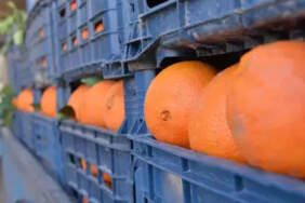 Zirai ilaç kalıntısı bulunan 6 ton mandalina imha edildi