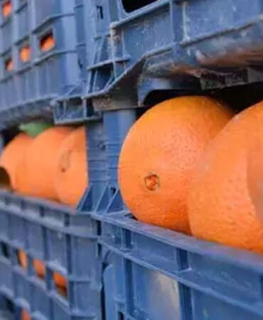 Zirai ilaç kalıntısı bulunan 6 ton mandalina imha edildi