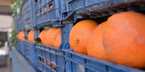 Zirai ilaç kalıntısı bulunan 6 ton mandalina imha edildi