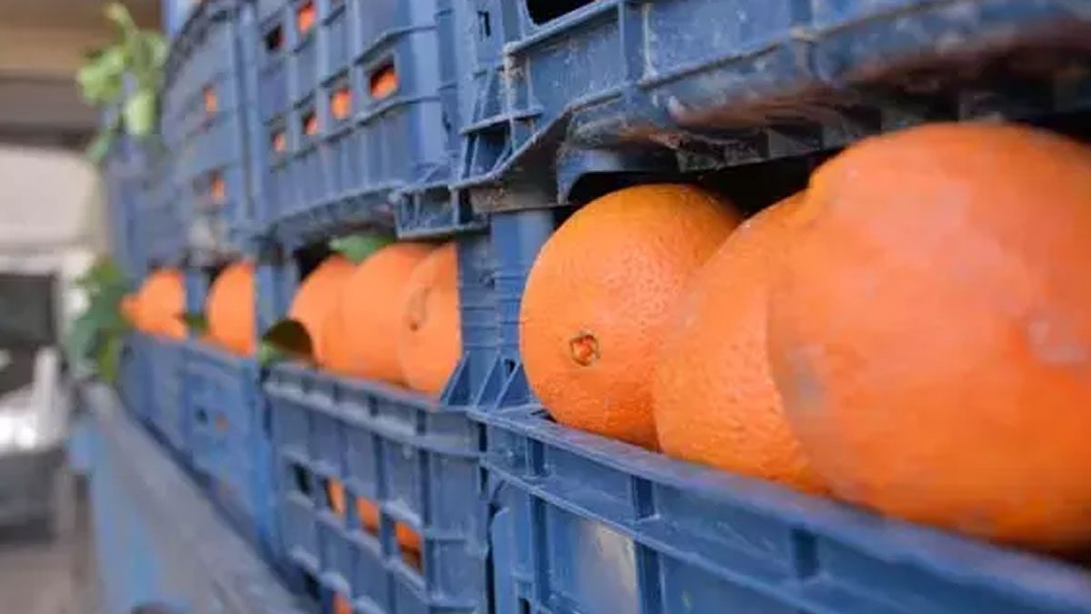 Zirai ilaç kalıntısı bulunan 6 ton mandalina imha edildi