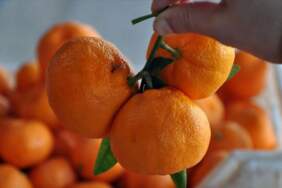 Limondan sonra sıra mandalinalarda! Binlerce kilo üründe zirai kalıntı riski nedeniyle imha kararı alındı