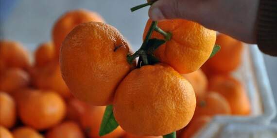 Limondan sonra sıra mandalinalarda! Binlerce kilo üründe zirai kalıntı riski nedeniyle imha kararı alındı
