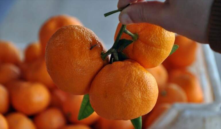 Limondan sonra sıra mandalinalarda! Binlerce kilo üründe zirai kalıntı riski nedeniyle imha kararı alındı