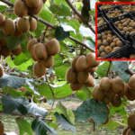 Hasat başladı, rekor kırıldı! Tam 13 bin 800 ton üretim yapıldı: Talep yüksek, üretici umutlu