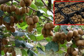 Hasat başladı, rekor kırıldı! Tam 13 bin 800 ton üretim yapıldı: Talep yüksek, üretici umutlu