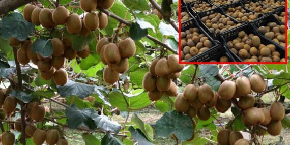 Hasat başladı, rekor kırıldı! Tam 13 bin 800 ton üretim yapıldı: Talep yüksek, üretici umutlu
