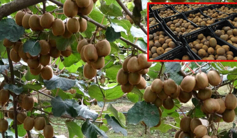 Hasat başladı, rekor kırıldı! Tam 13 bin 800 ton üretim yapıldı: Talep yüksek, üretici umutlu
