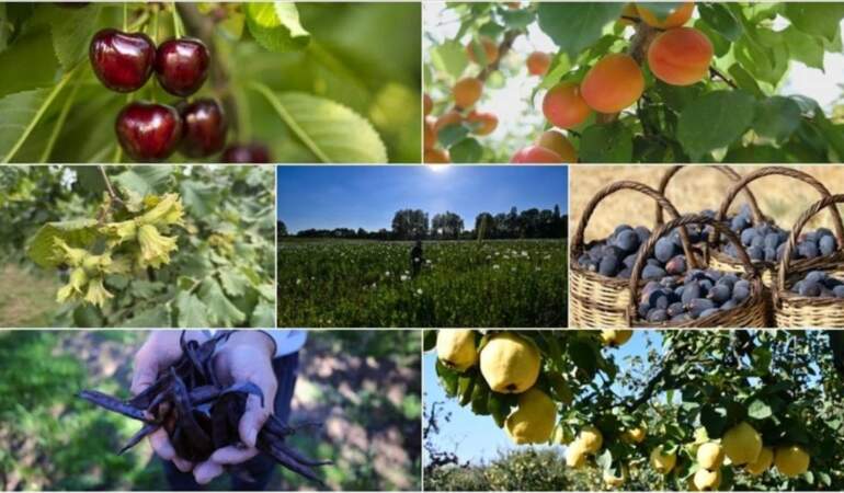 Türkiye’nin tarım başarısı! Tam 7 üründe dünya lideri, 22 üründe il üçe girdi