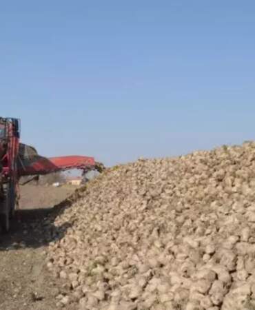 Pancar üretiminde 2 milyon tonu aşkın rekolte bekleniyor! En çok o kazandırdı: Üretici rakamdan memnun