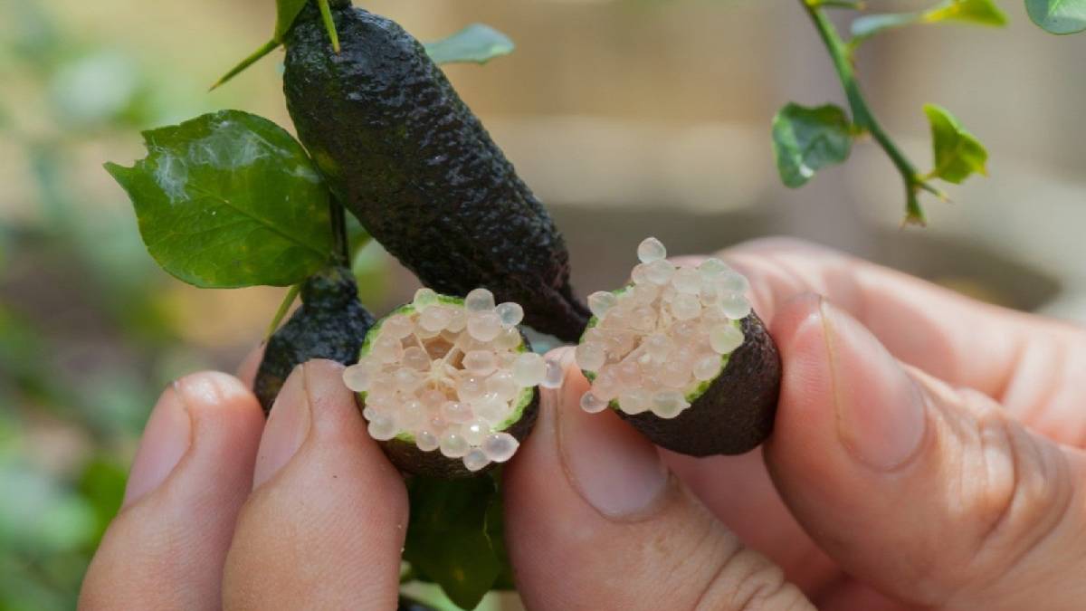 Bu meyvenin içinden suyu değil, havyar çıkıyor! Tadı yüz ekşitiyor, görüntüsü hayran bırakıyor